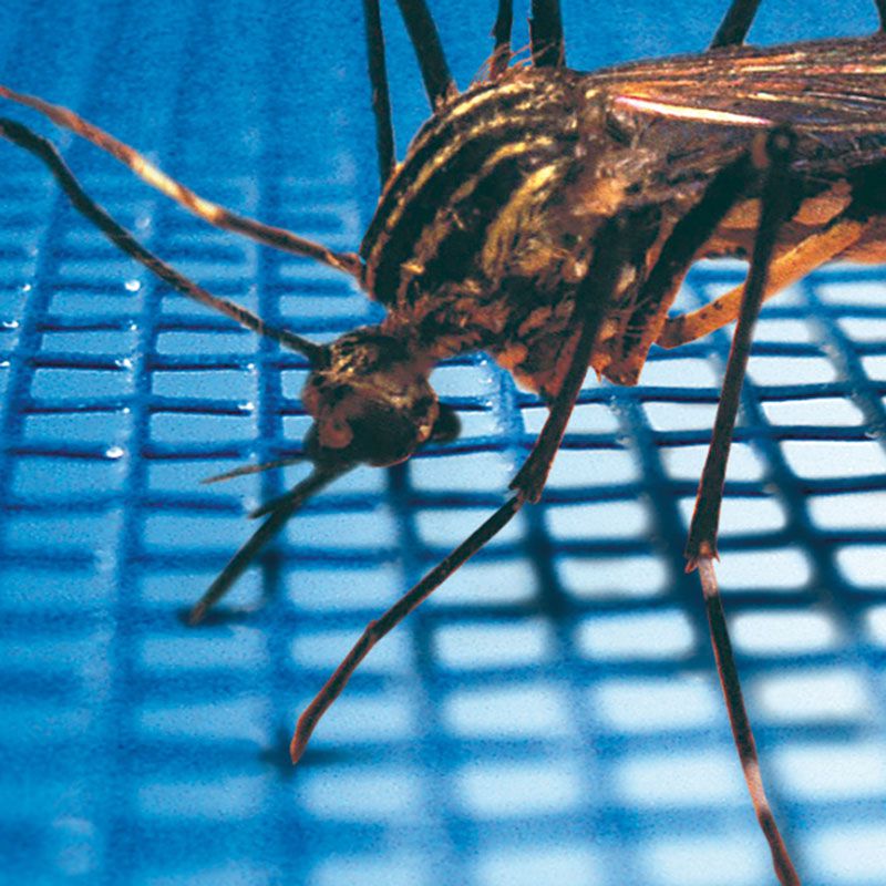 Insektenschutz